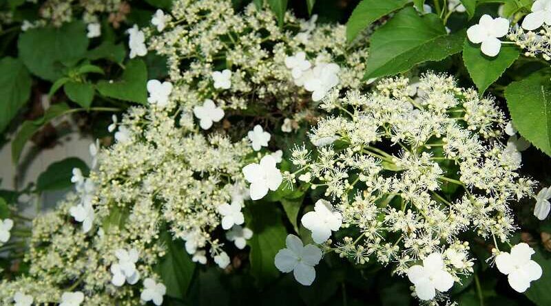 kúszó hortenzia (Hydrangea anomala subsp. petiolaris)