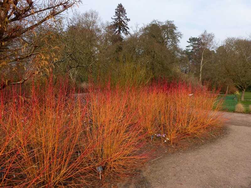 veresgyűrű som (Cornus sanguinea)