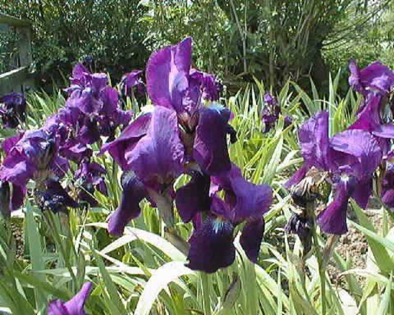 Apró nőszirom (Iris pumila)