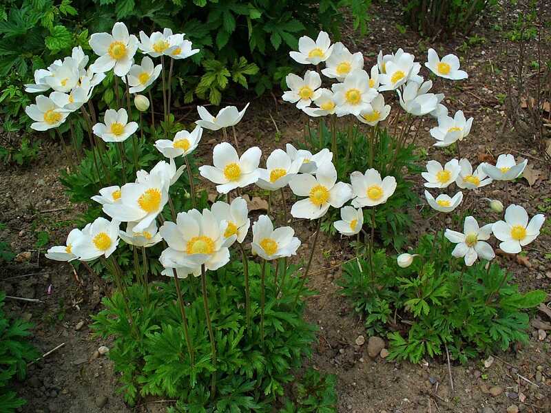 Erdei szellőrózsa (anemone sylvestris)