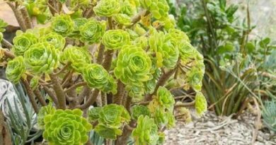 Fatermetű kövirózsacserje (Aeonium arboreum)