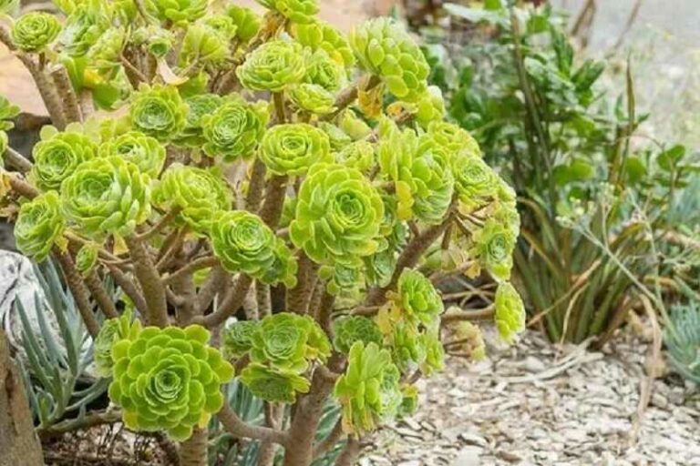 Fatermetű kövirózsacserje (Aeonium arboreum)