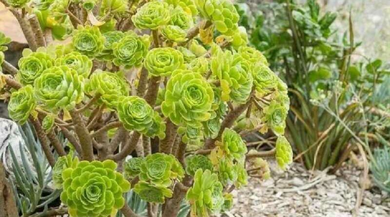 Fatermetű kövirózsacserje (Aeonium arboreum)