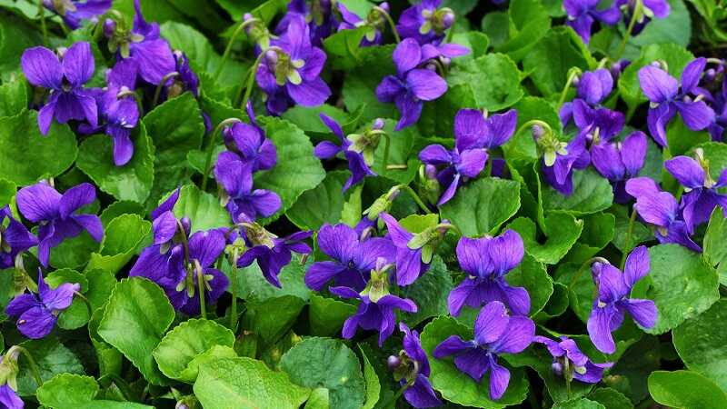 illatos ibolya (Viola odorata)