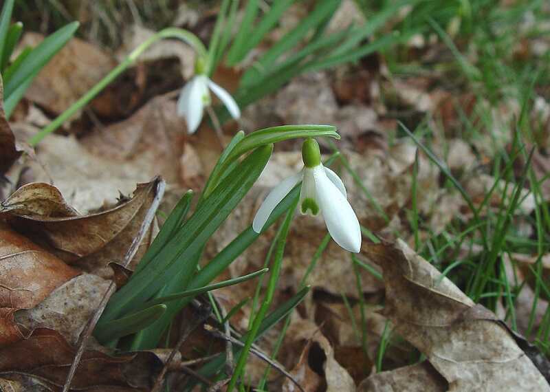 Kikeleti hóvirág (Galanthus nivalis)