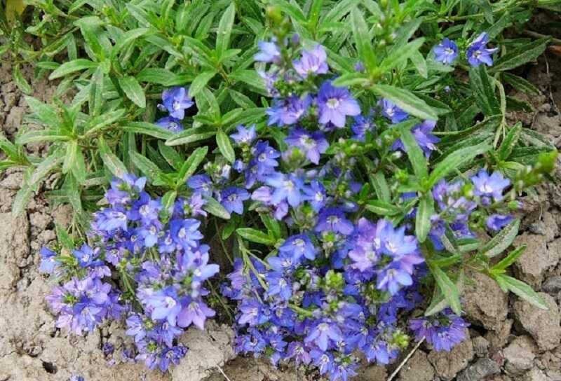 Lecsepült veronika (Veronica prostrata)