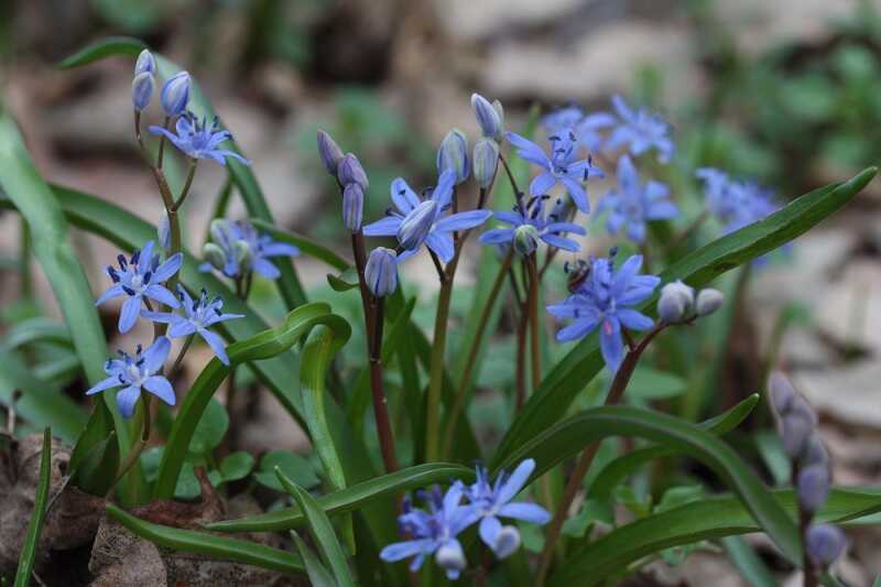 Ligeti csillagvirág (Scilla vindobonensis)