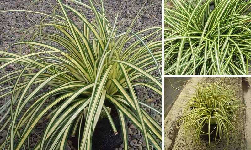 Madárlábú tarka sás (carex oshimensis)