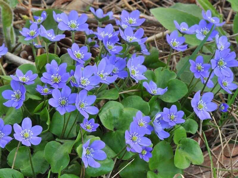 Nemes májvirág (Hepatica nobilis)