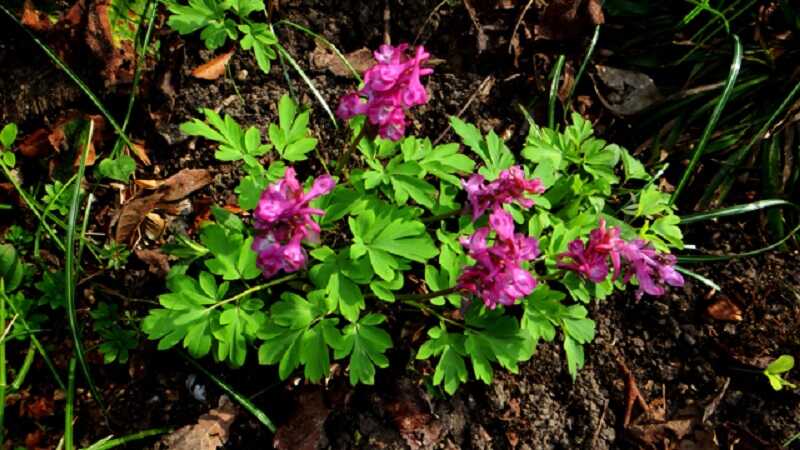 Odvas keltike (Corydalis cava)