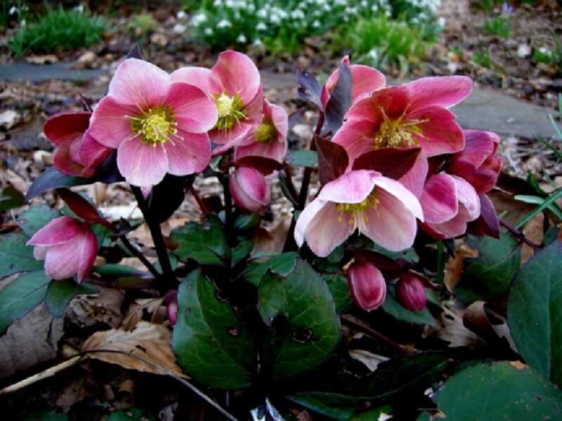 Pirosló Hunyor (Helleborus purpurascens)