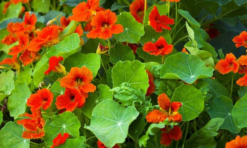 sarkantyúka (Tropaeolum mojus