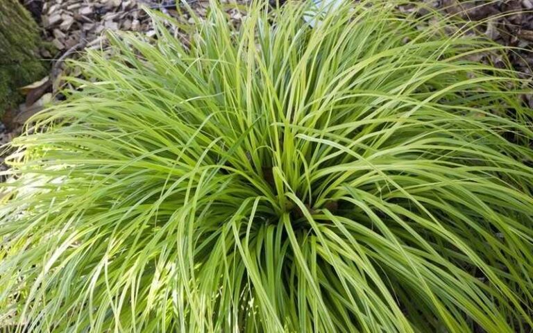 Sás (Carex)