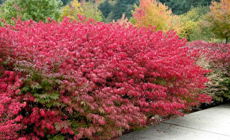 Szárnyas kecskerágó (Euonymus alatus)