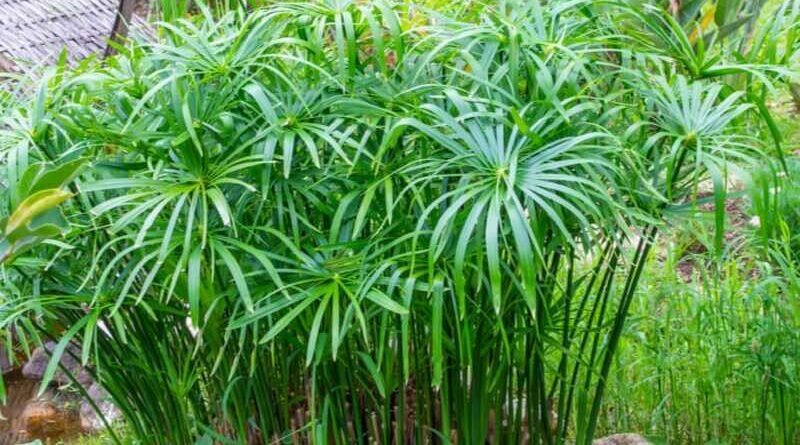 vízipálma (Cyperus alternifolius)