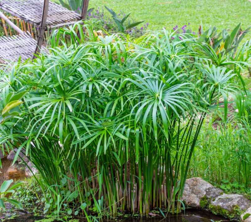 vízipálma (Cyperus alternifolius)