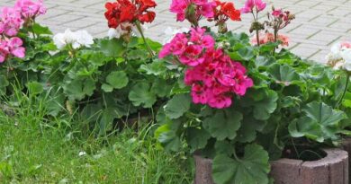 Álló muskátli (Pelargonium zonale)