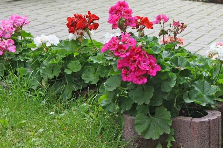 Álló muskátli (Pelargonium zonale)