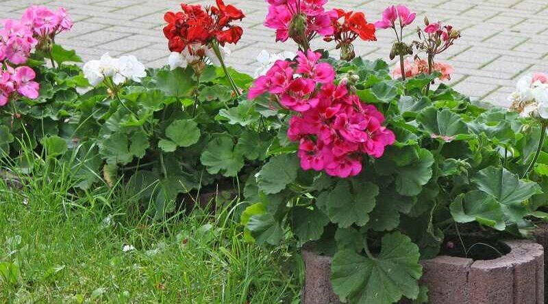 Álló muskátli (Pelargonium zonale)