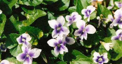 amerikai ibolya (Viola sororia)