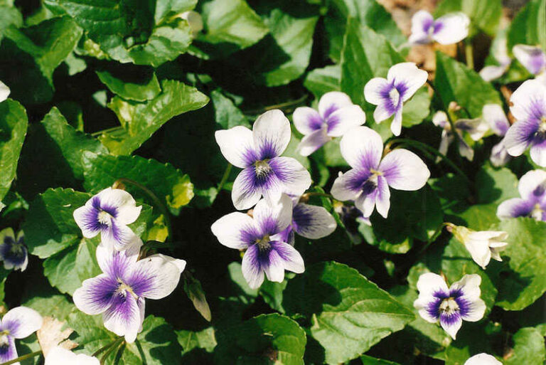 amerikai ibolya (Viola sororia)