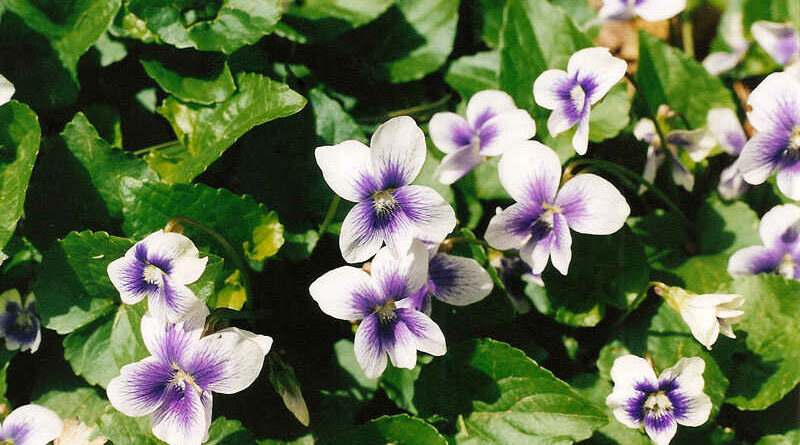 amerikai ibolya (Viola sororia)