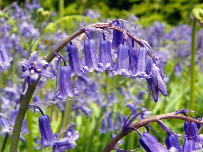 angol kékcsengő (Hyacinthoides non-scripta)