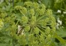 Angyalgyökér (Angelica archangelica)