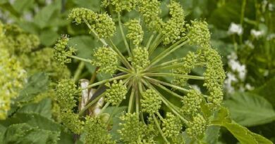 Angyalgyökér (Angelica archangelica)