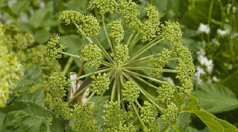 Angyalgyökér (Angelica archangelica)