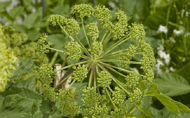 Angyalgyökér (Angelica archangelica)