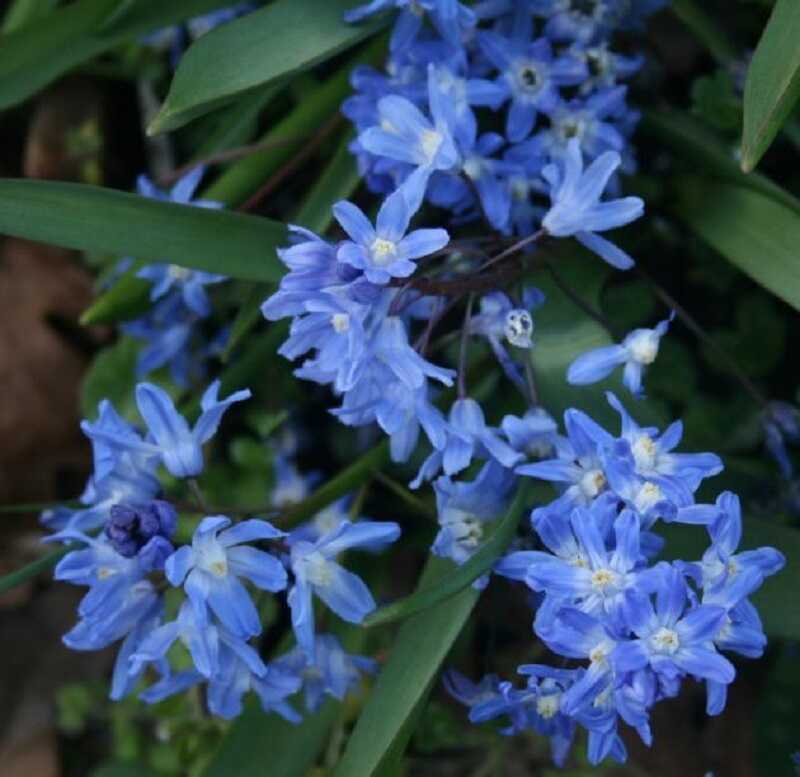 azúrkék hófény (Chionodoxa sardensis)