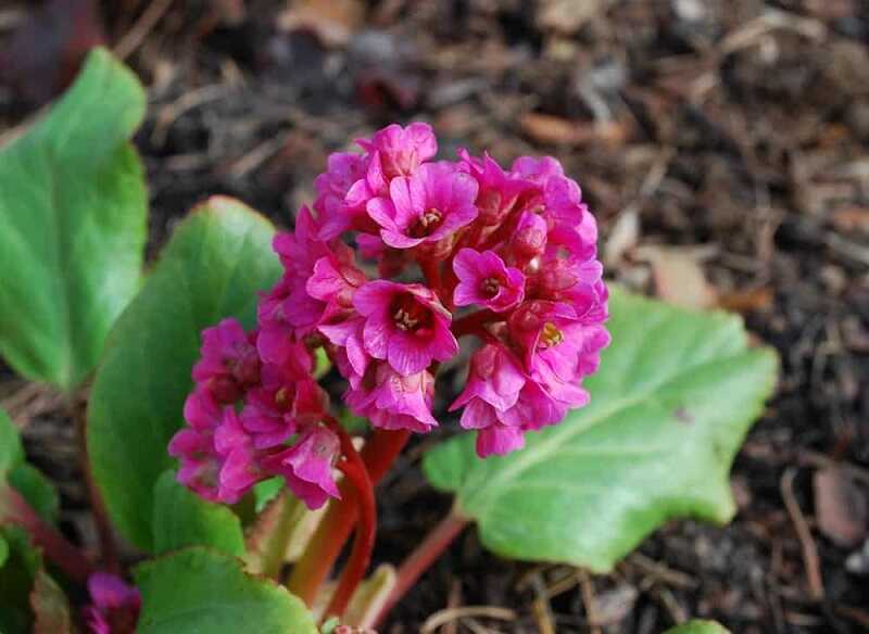 bőrlevél fajok (Bergenia sp)