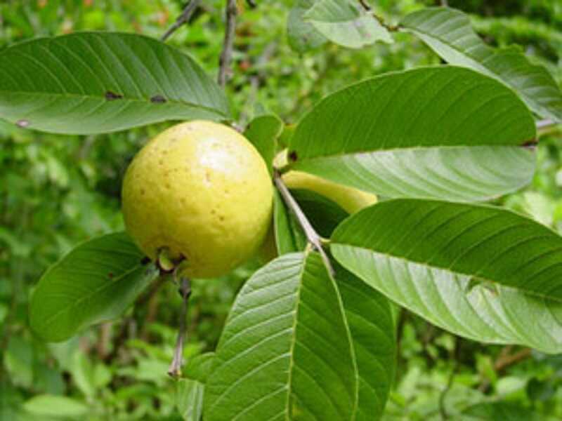 Brazil guava (psidium guineense)