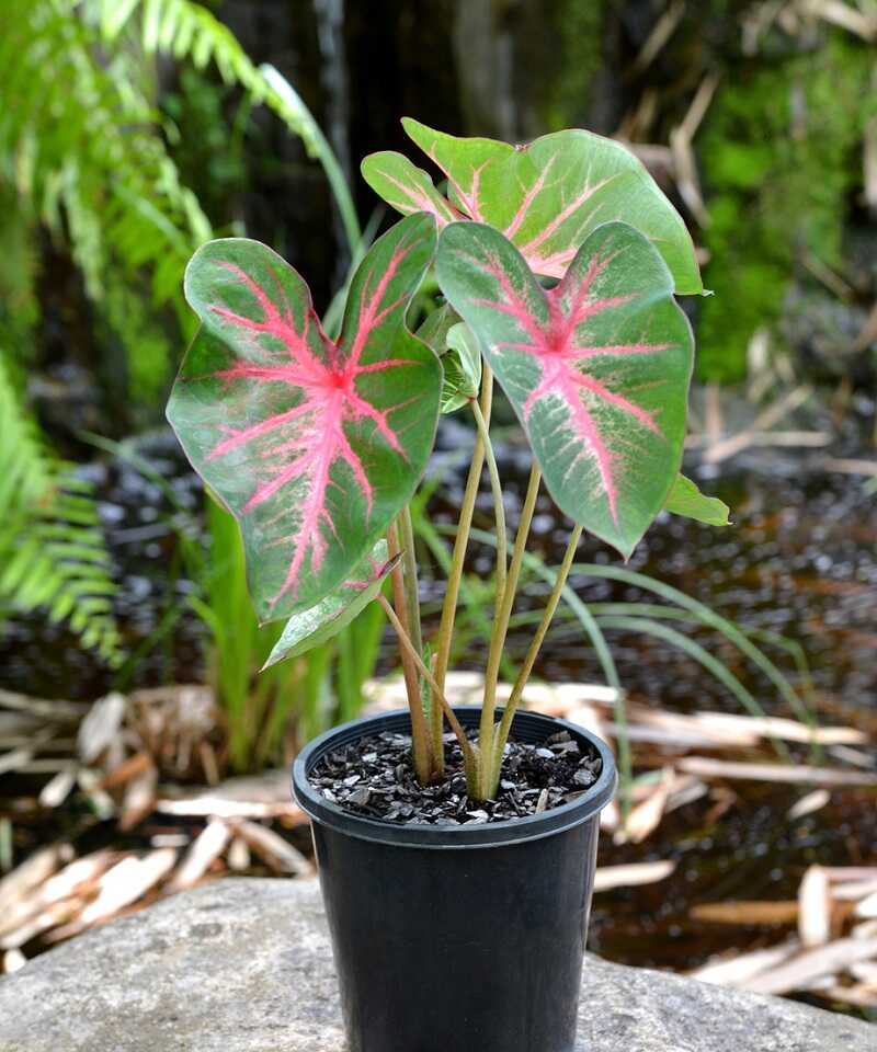 Kétszínű tarkalevél (Caladium bicolor)