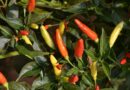 Cserjés paprika (Capsicum frutescens)