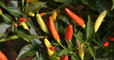 Cserjés paprika (Capsicum frutescens)