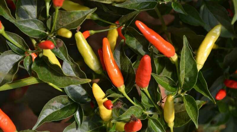 Cserjés paprika (Capsicum frutescens)