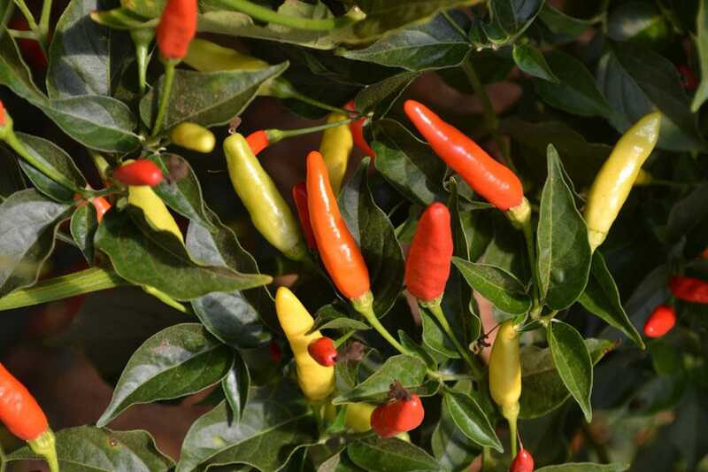 Cserjés paprika (Capsicum frutescens)