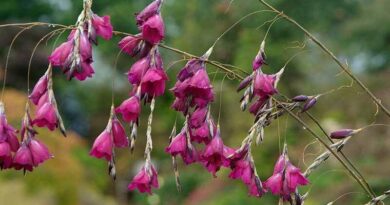 Dierama (horgászbotvirág)