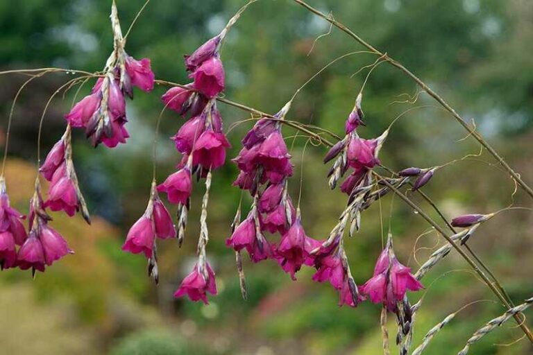 Dierama (horgászbotvirág)