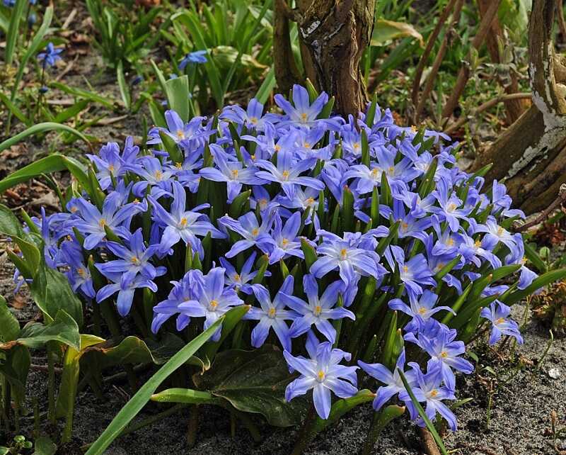 Fehérszemű hófény (Chionodoxa luciliae)