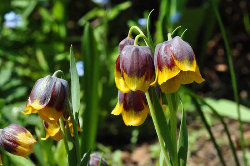 fritillaria michailovskyi