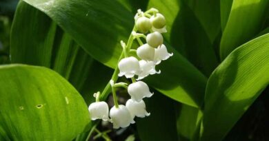 Gyöngyvirág (Convallaria majalis)