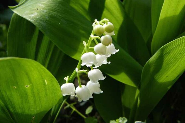 Gyöngyvirág (Convallaria majalis)