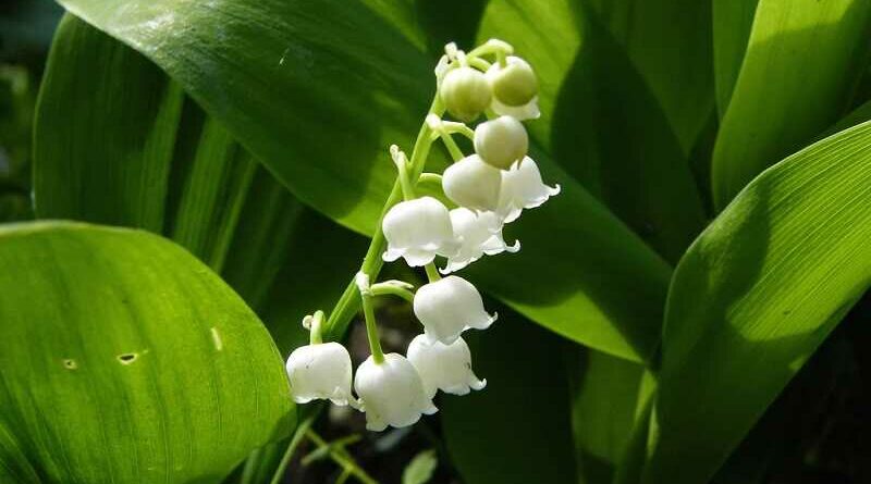 Gyöngyvirág (Convallaria majalis)