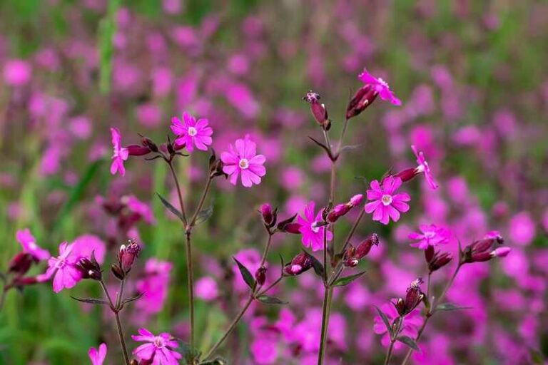 Habszegfű (Silene)