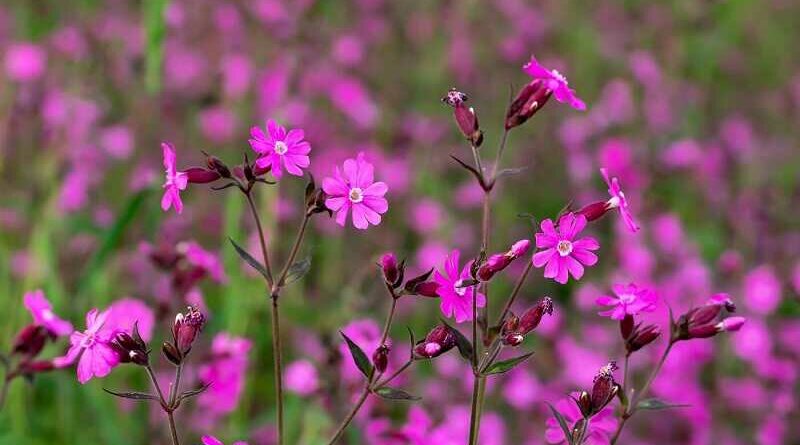 Habszegfű (Silene)