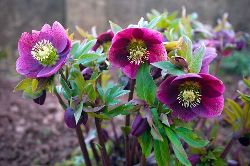 Hunyor (Helleborus)