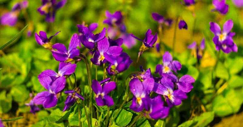 Illatos ibolya (Viola odorata)